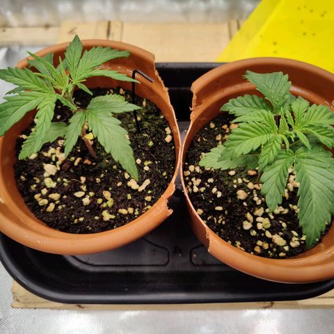 Arjan's Haze #3 growlog photo: Morning photo.