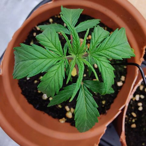 Arjan's Haze #3 growlog timeline photo