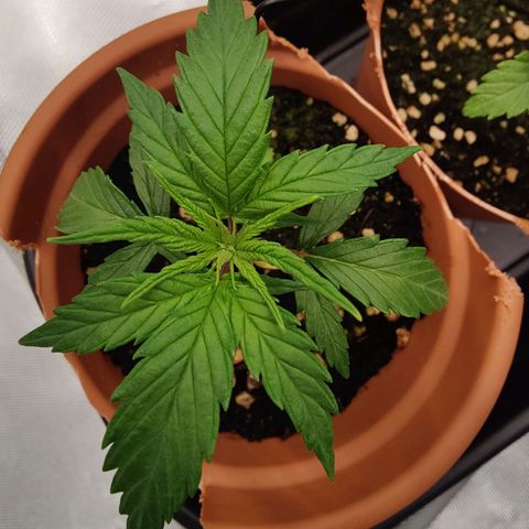 Arjan's Haze #3 growlog photo: This morning it got back up.. The leaves aren't droopy anymore... Must have been thirsty thats all! 