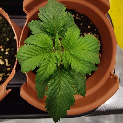 Super Lemon Haze growlog photo: This morninh leaves are back to being uplifted... They must have ben thirsty yesterday afternoon thats y the droopy leaves! 
