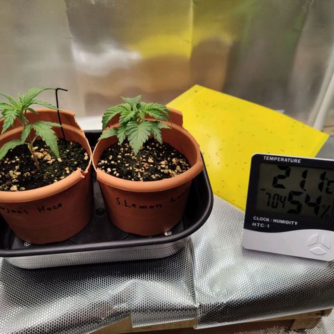 Arjan's Haze #3 growlog photo: RH and Temo stable..
Back to being happy! 