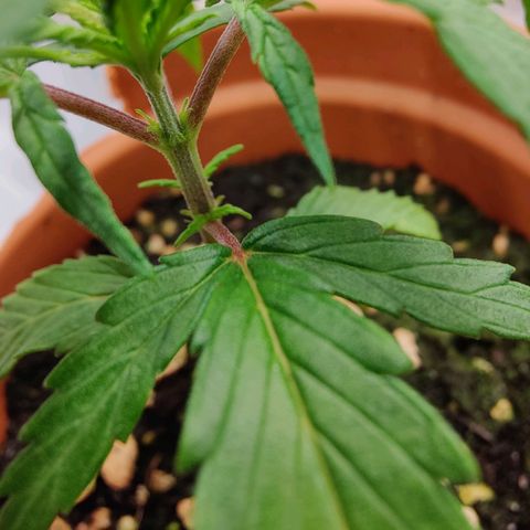 Arjan's Haze #3 growlog photo: Day 22.. Beginning of week 4
Late afternoon photos