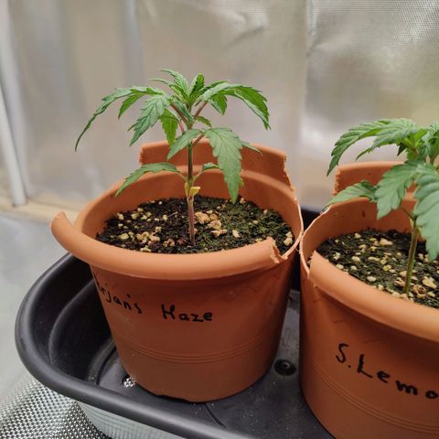 Arjan's Haze #3 growlog photo: Day 22.. Beginning of week 4
Late afternoon photos