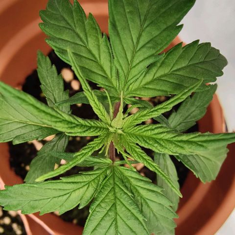 Arjan's Haze #3 growlog photo: Day 22.. Beginning of week 4
Late afternoon photos