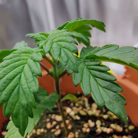 Arjan's Haze #3 growlog photo: Day 22.. Beginning of week 4
Late afternoon photos