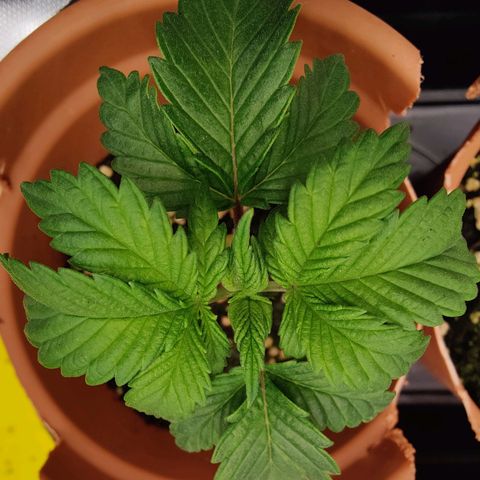 Super Lemon Haze growlog photo: Day 22.. Beginning of week 4
Late afternoon photos
Nodes under leaves are getting bigger