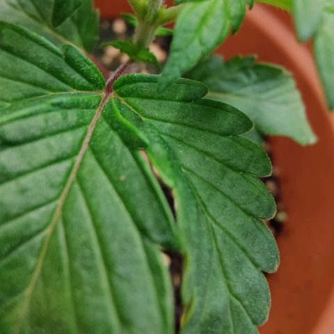 Super Lemon Haze growlog photo: Day 22.. Beginning of week 4
Late afternoon photos
Nodes under leaves are getting bigger