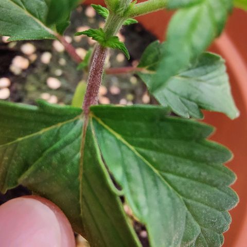 Super Lemon Haze growlog photo: Day 22.. Beginning of week 4
Late afternoon photos
Nodes under leaves are getting bigger