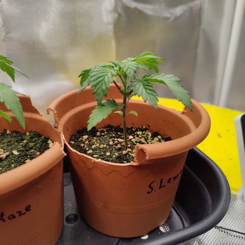 Super Lemon Haze growlog photo: Day 22.. Beginning of week 4
Late afternoon photos
Nodes under leaves are getting bigger