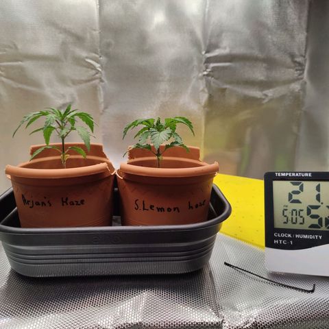 Arjan's Haze #3 growlog photo: Day 22.. Beginning of week 4
Late afternoon photos