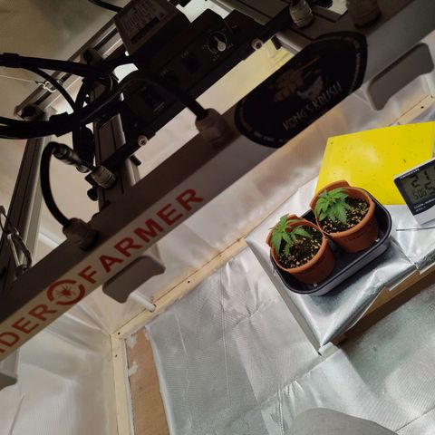 Arjan's Haze #3 growlog photo: Day 22.. Beginning of week 4
Late afternoon photos