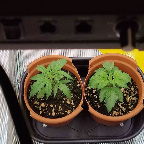 Arjan's Haze #3 growlog photo: Day 22.. Beginning of week 4
Late afternoon photos