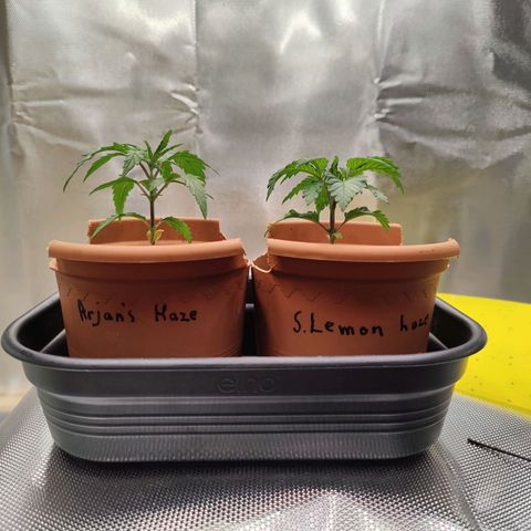 Arjan's Haze #3 growlog photo: Day 22.. Beginning of week 4
Late afternoon photos
