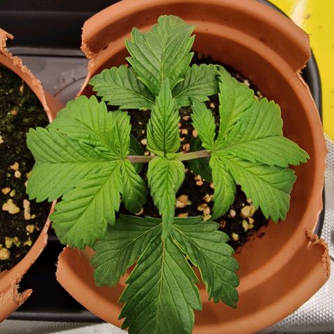 Arjan's Haze #3 growlog photo: Day 23 afternoon photos