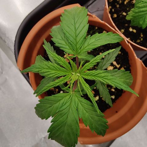 Arjan's Haze #3 growlog photo: Day 23 afternoon photos