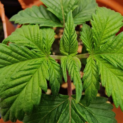 Super Lemon Haze growlog photo: Day 23, afternoon photos