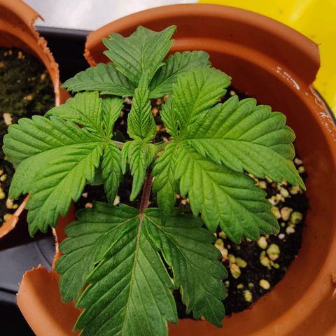 Super Lemon Haze growlog photo: Day 23, afternoon photos