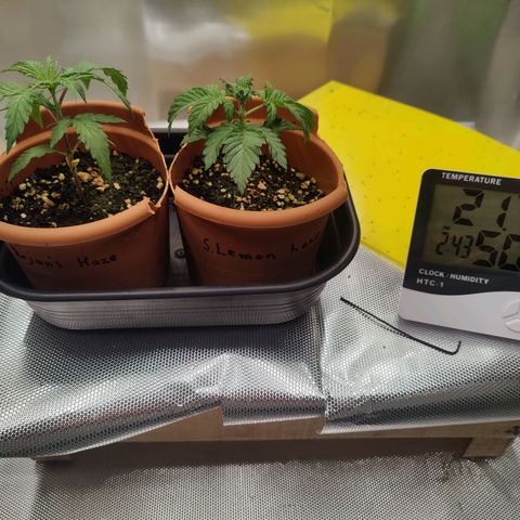 Arjan's Haze #3 growlog photo: Temp stable at 22°C
RH once again down to 50%
Increased light to 60% this afternoon in prep for the next phase after repotting. 