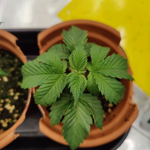 Arjan's Haze #3 growlog photo: Day 24..week 4