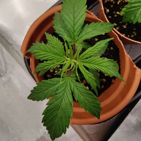 Arjan's Haze #3 growlog photo: Day 24..week 4