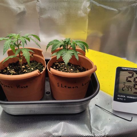 Arjan's Haze #3 growlog photo: Day 24..week 4