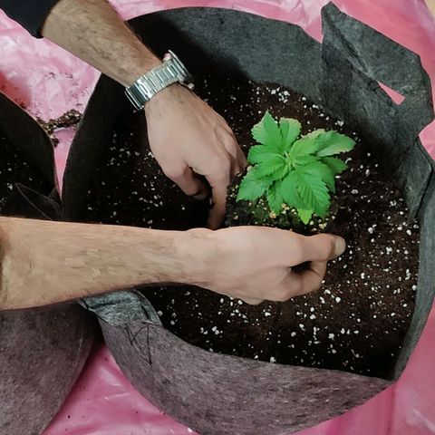 Arjan's Haze #3 growlog photo: Flipped to Veg by repotting in 30litres pot
Mixed 50L Biocanna terra with 5L perlite.
Light same height at 12"
RH 60%
Temp 21°C
