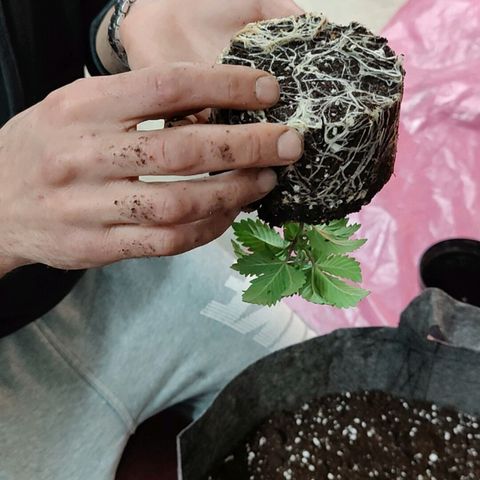 Arjan's Haze #3 growlog photo: Flipped to Veg by repotting in 30litres pot
Mixed 50L Biocanna terra with 5L perlite.
Light same height at 12"
RH 60%
Temp 21°C