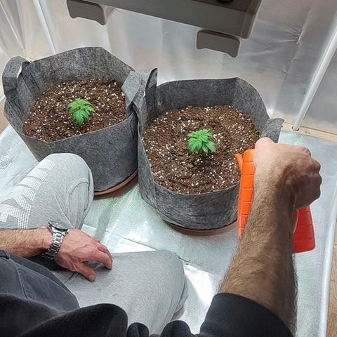 Arjan's Haze #3 growlog photo: Flipped to Veg by repotting in 30litres pot
Mixed 50L Biocanna terra with 5L perlite.
Light same height at 12"
RH 60%
Temp 21°C