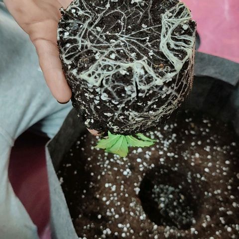 Arjan's Haze #3 growlog photo: Flipped to Veg by repotting in 30litres pot
Mixed 50L Biocanna terra with 5L perlite.
Light same height at 12"
RH 60%
Temp 21°C