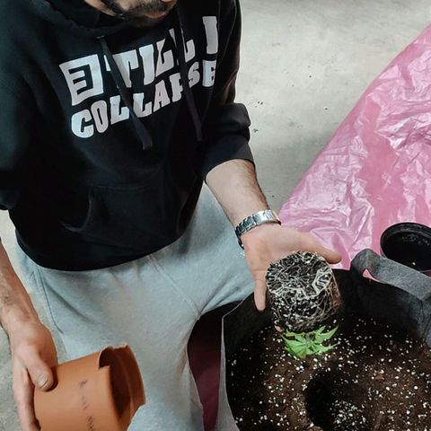 Arjan's Haze #3 growlog photo: Flipped to Veg by repotting in 30litres pot
Mixed 50L Biocanna terra with 5L perlite.
Light same height at 12"
RH 60%
Temp 21°C