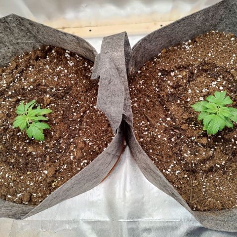 Arjan's Haze #3 growlog photo: Vegative day 1, week 4
Big POT! 👊😜 30L of Canna Bioterra! 