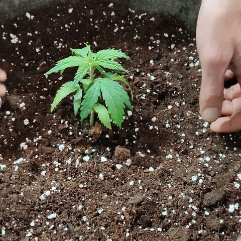 Arjan's Haze #3 growlog photo: Flipped to Veg by repotting in 30litres pot
Mixed 50L Biocanna terra with 5L perlite.
Light same height at 12"
RH 60%
Temp 21°C