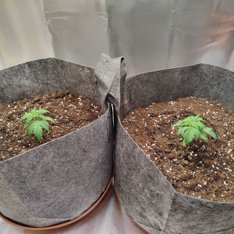 Arjan's Haze #3 growlog photo: Vegative day 1, week 4
Big POT! 👊😜 30L of Canna Bioterra! 