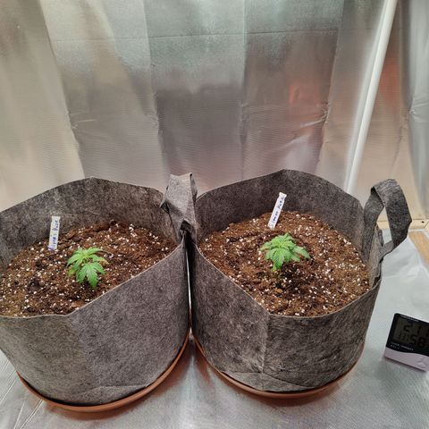 Arjan's Haze #3 growlog photo: Vegative day 1, week 4
Big POT! 👊😜 30L of Canna Bioterra! 
