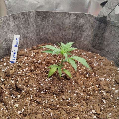 Arjan's Haze #3 growlog photo: Day 2 of Veg after repotting them yesterday.
