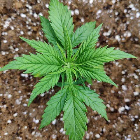 Arjan's Haze #3 growlog photo: Day 2 of Veg after repotting them yesterday.
