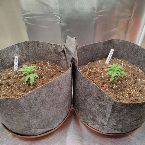 Arjan's Haze #3 growlog photo: Day 2 of Veg after repotting them yesterday.
