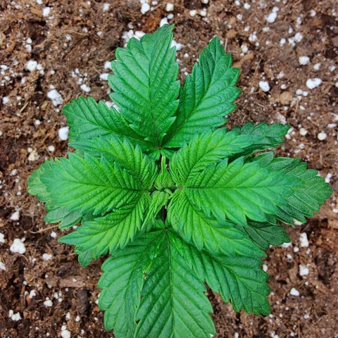 Arjan's Haze #3 growlog photo: Day 2 of Veg after repotting them yesterday.
