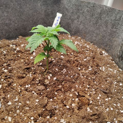 Arjan's Haze #3 growlog photo: Day 2 of Veg after repotting them yesterday.
