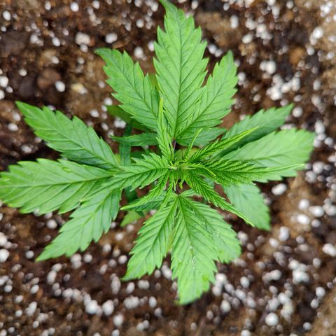 Arjan's Haze #3 growlog photo: Day 2 of Veg
Watered 1lt with Vega.
Soon need to top. 