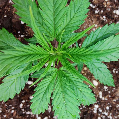 Arjan's Haze #3 growlog photo: Day 2 of Veg
Watered 1lt with Vega.
Soon need to top. 