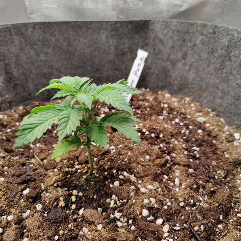 Super Lemon Haze growlog photo: Day 2 of Veg
Watered 1 ltr with 2ml Vega.
Soon need to top. 