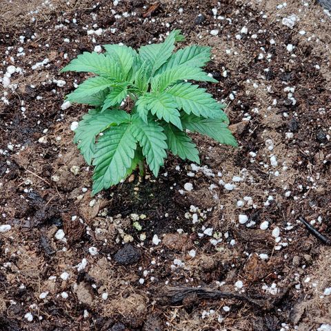Super Lemon Haze growlog photo: Day 2 of Veg
Watered 1 ltr with 2ml Vega.
Soon need to top. 