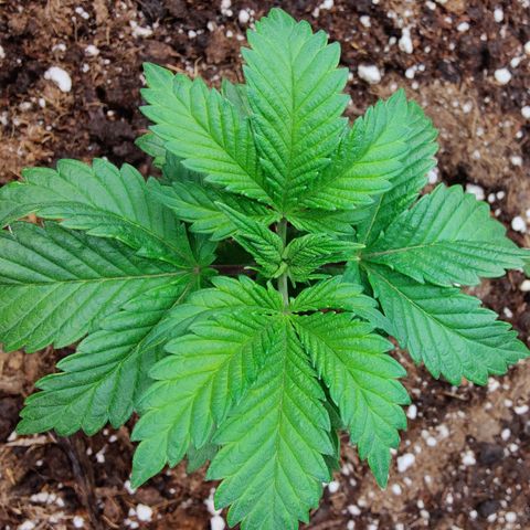 Super Lemon Haze growlog photo: Day 2 of Veg
Watered 1 ltr with 2ml Vega.
Soon need to top. 