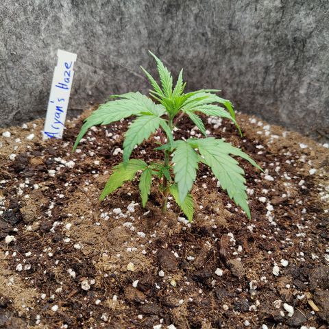 Arjan's Haze #3 growlog photo: Day 2 of Veg
Watered 1lt with Vega.
Soon need to top. 