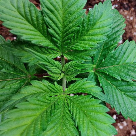 Super Lemon Haze growlog photo: Day 2 of Veg
Watered 1 ltr with 2ml Vega.
Soon need to top. 