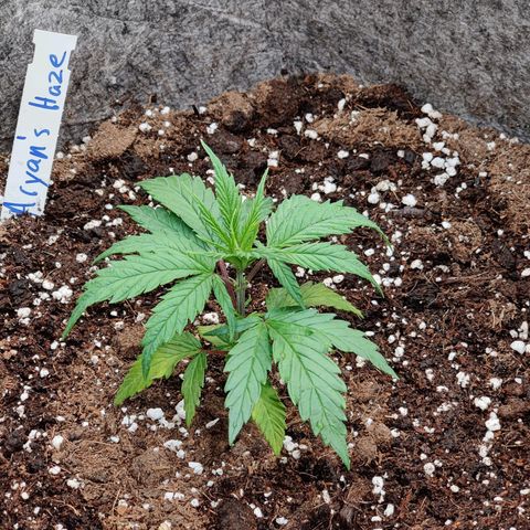 Arjan's Haze #3 growlog photo: Day 2 of Veg
Watered 1lt with Vega.
Soon need to top. 