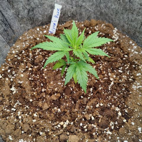 Arjan's Haze #3 growlog photo: Day 4 Veg
Afternoon pic