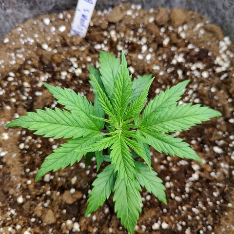 Arjan's Haze #3 growlog photo: Day 4 Veg
Afternoon pic
