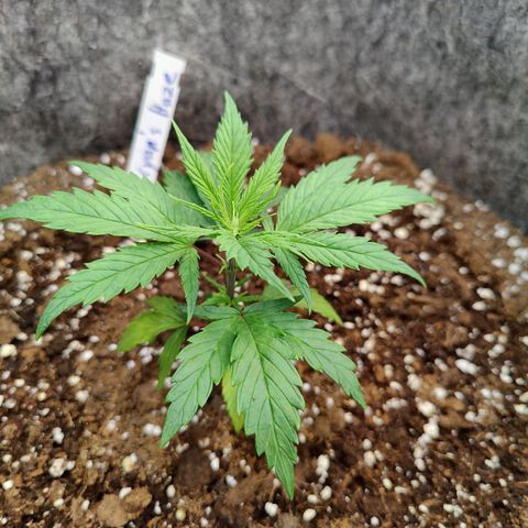 Arjan's Haze #3 growlog photo: Day 4 Veg
Afternoon pic